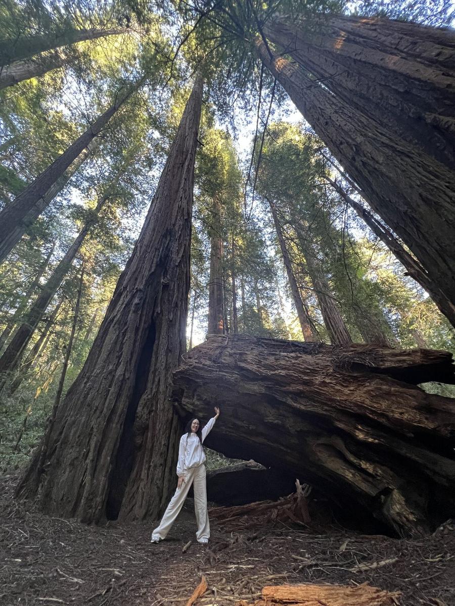 Xiaoqin standing beneath towering redwoods